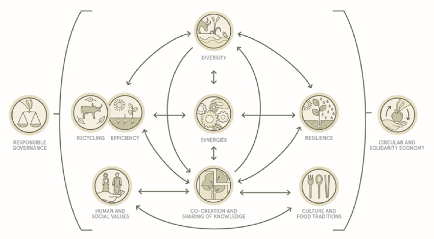 FAO’s 10 elements of agroecology framework to guide transformative change pathways towards sustainable food and agricultural systems (FAO, 2018)